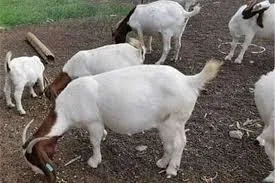 boer goats and sheep for sale