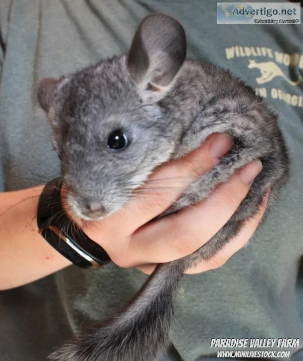 Chinchillas