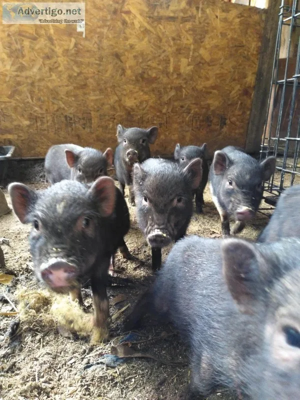 Cute mini pigs