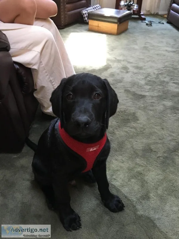 BLACK LAB PUPPY