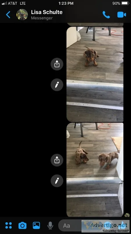 Mini Dachshund puppies for sale
