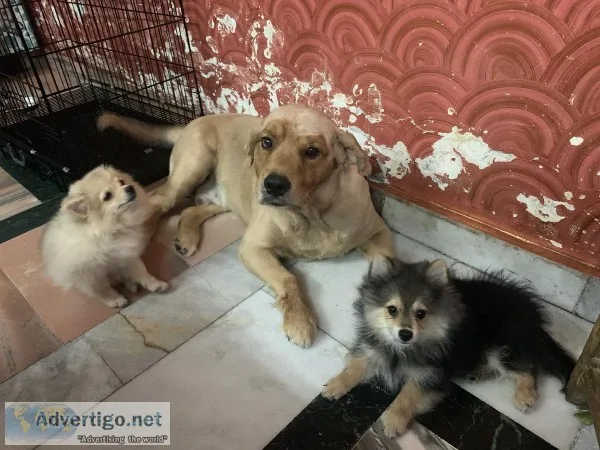 Free Adoption