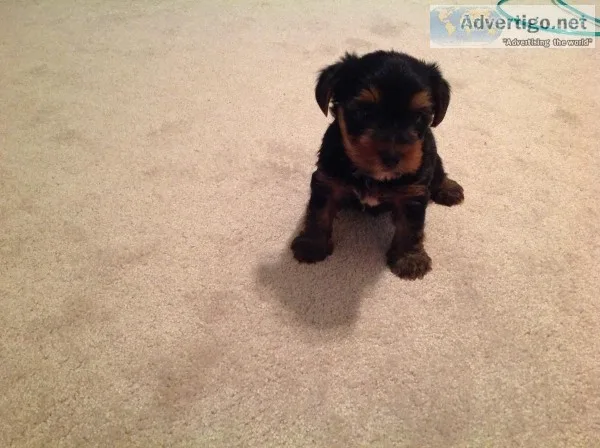 Yorkie male puppy
