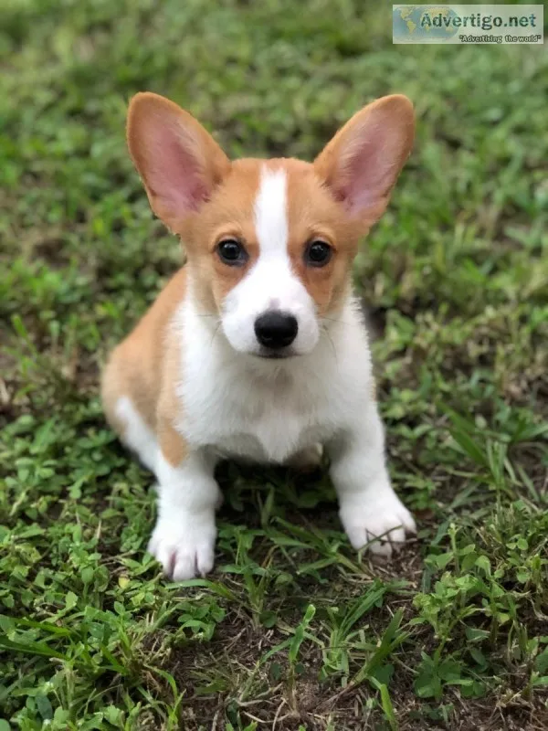 Pembroke Corgi Puppy AKC