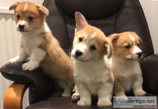 Healthy Welsh Corgi Puppies
