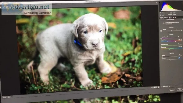 Silver Labrador Puppies