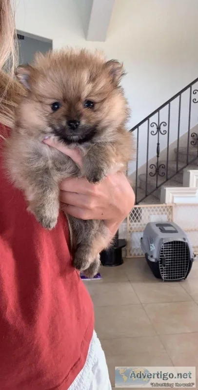 Full Blood Pomeranian Puppies