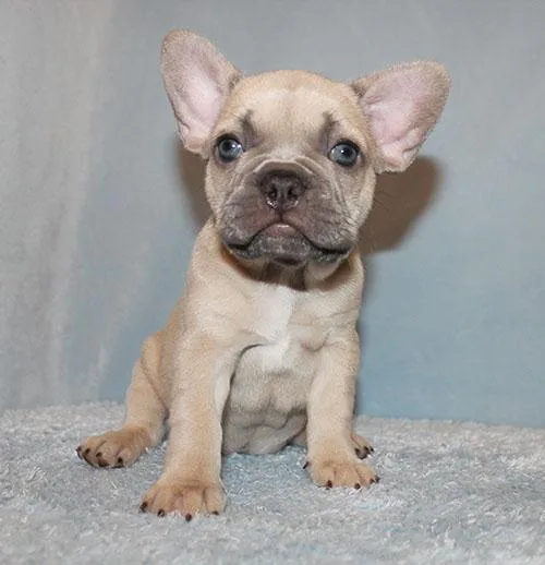AKC Lilac French Bulldog Puppy Girl (Ella)