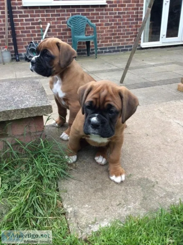 Available boxer Puppies