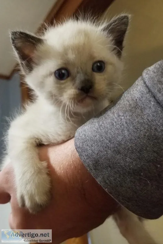 Himalayans