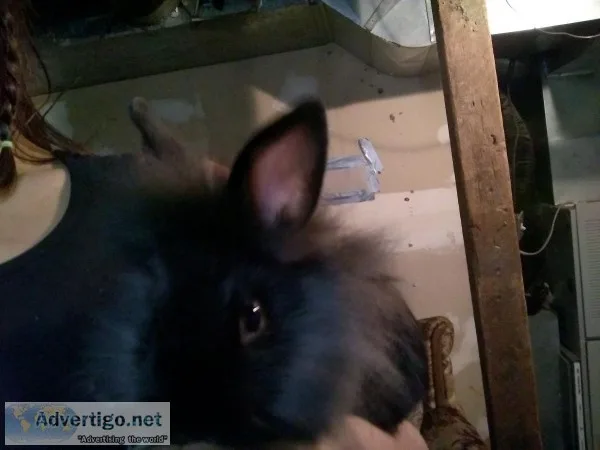 Bunnies