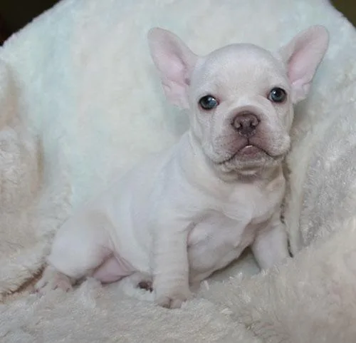 AKC Platinum Chocolate French Bulldog Puppy Girl (Hazel)