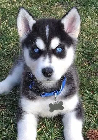 Brave purebred siberian husky pupps