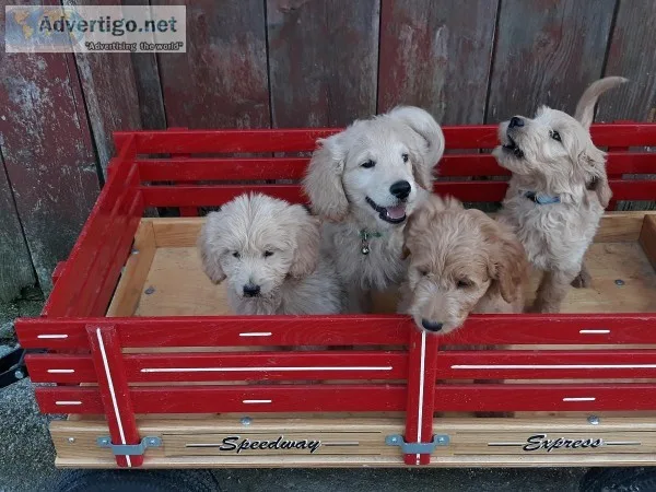 F1 goldendoodles