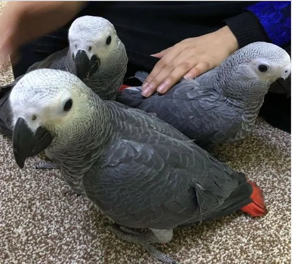 Cute African grey parrots for good homes