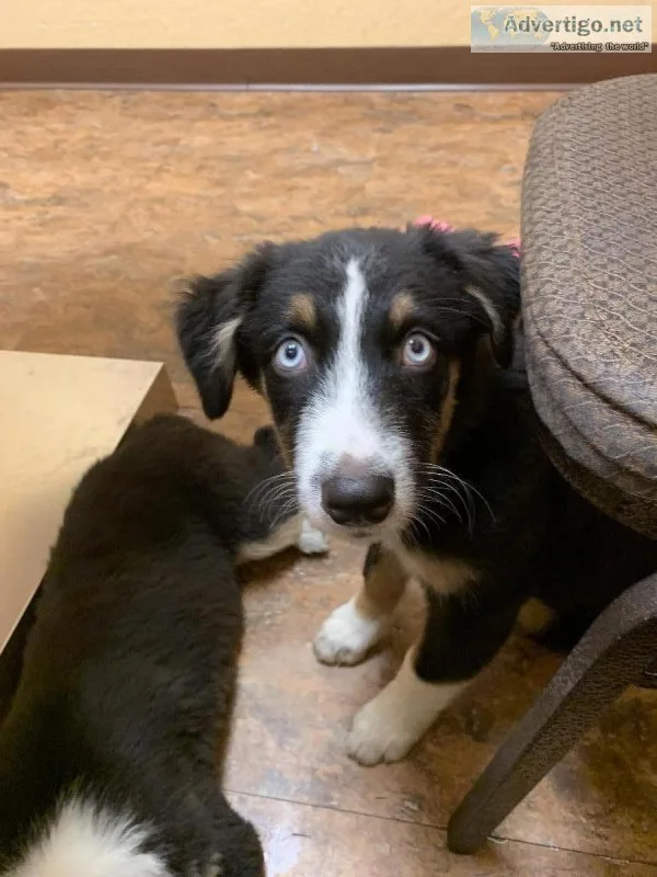 Australian Shepherds AKC reg.