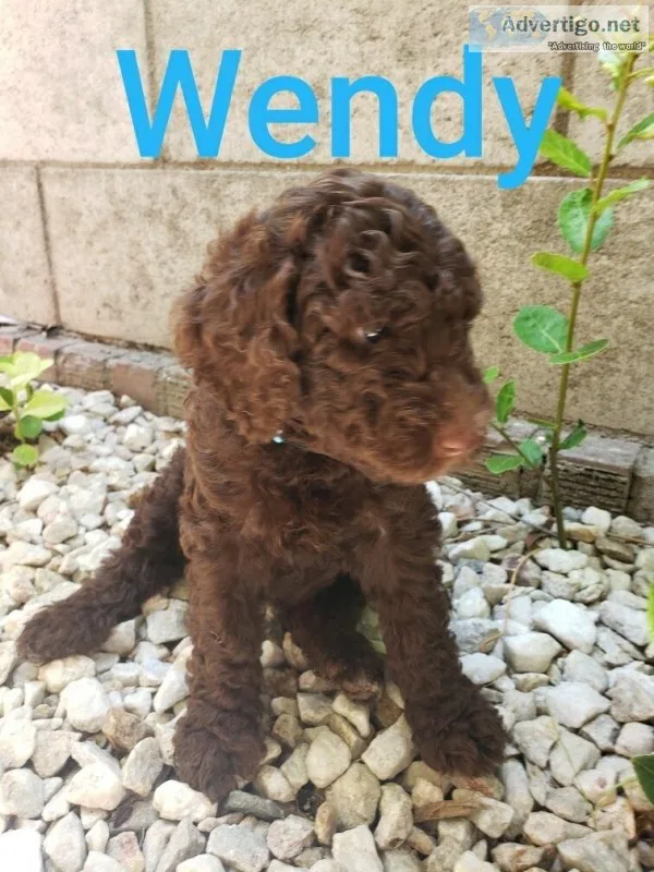 Standard Poodles
