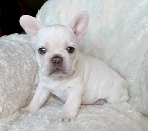 AKC Platinum Chocolate French Bulldog Puppy Girl (Fay)