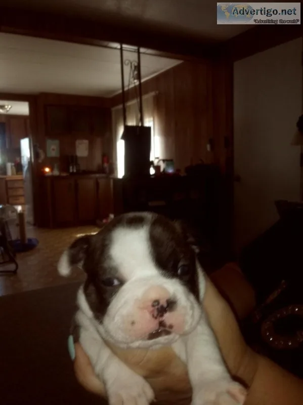 Frenchton puppys