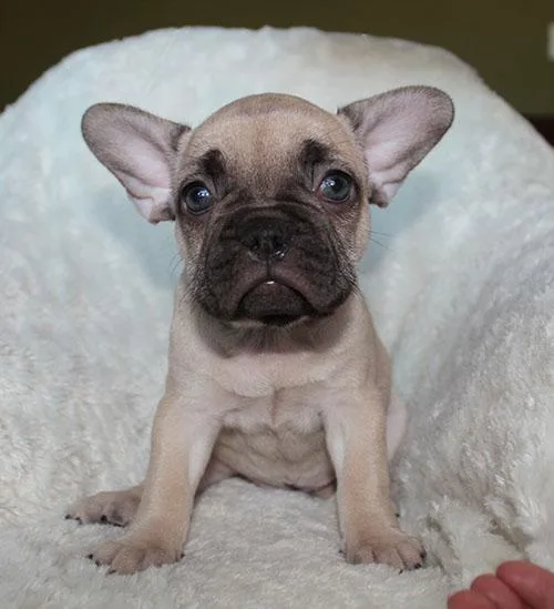 AKC LilacSable French Bulldog Puppy Girl (Gaby)