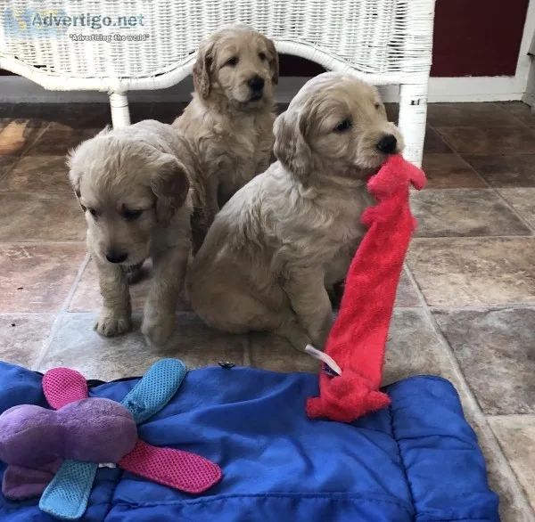 Goldendoodle Puppies  Adorable