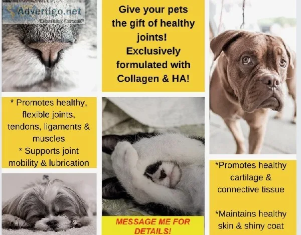 Give Your Pet The Gift of Health