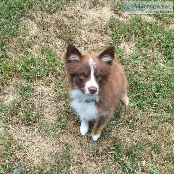 ASDR Toy Australian Shepherd puppy- trained