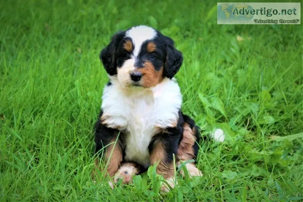 F1 Bernedoodle Puppies