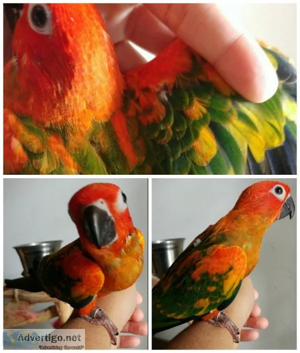Red Factor Sun Conures