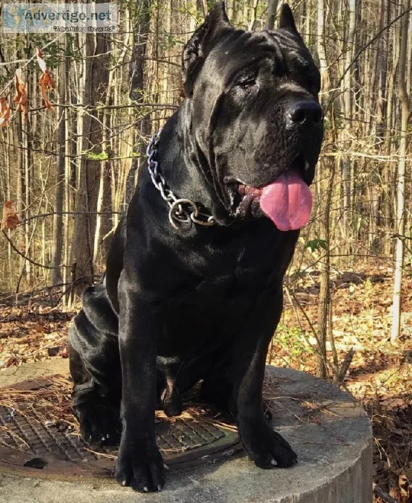 Stud Service Cane Corso