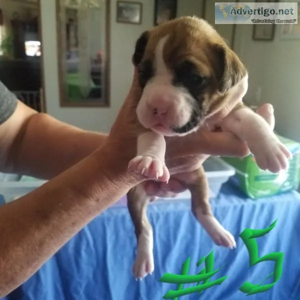 Ckc boxer pups