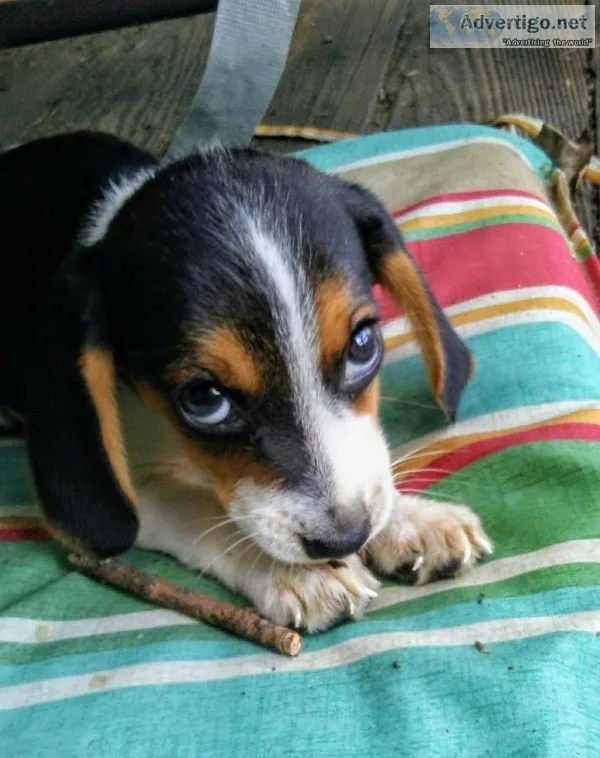 AKC Beagle Puppy