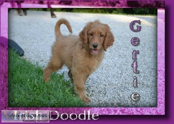 Gertie Female Irish Doodle