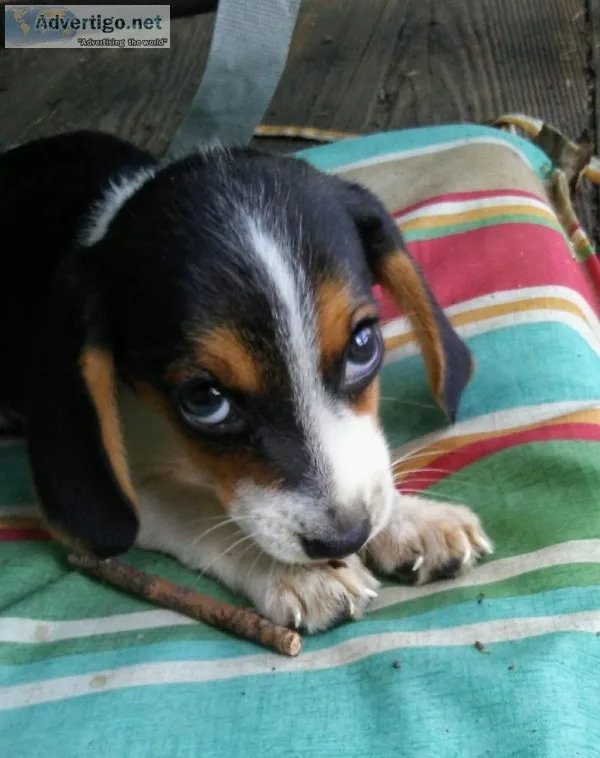 AKC Beagle Puppy
