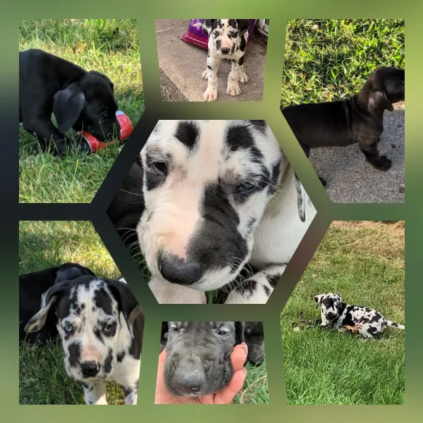 Great Dane puppies