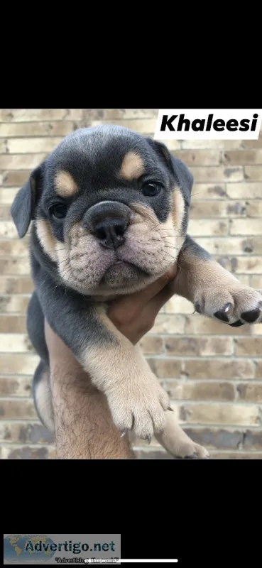 AKC English Bulldogs LilacBlackSealBri ndle
