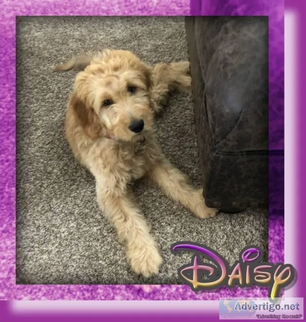 Daisy Female Goldendoodle