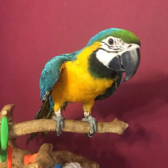 Healthy and Cute Stunning B G Macaw Parrots