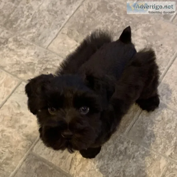 Adorable Miniature Schnauzers