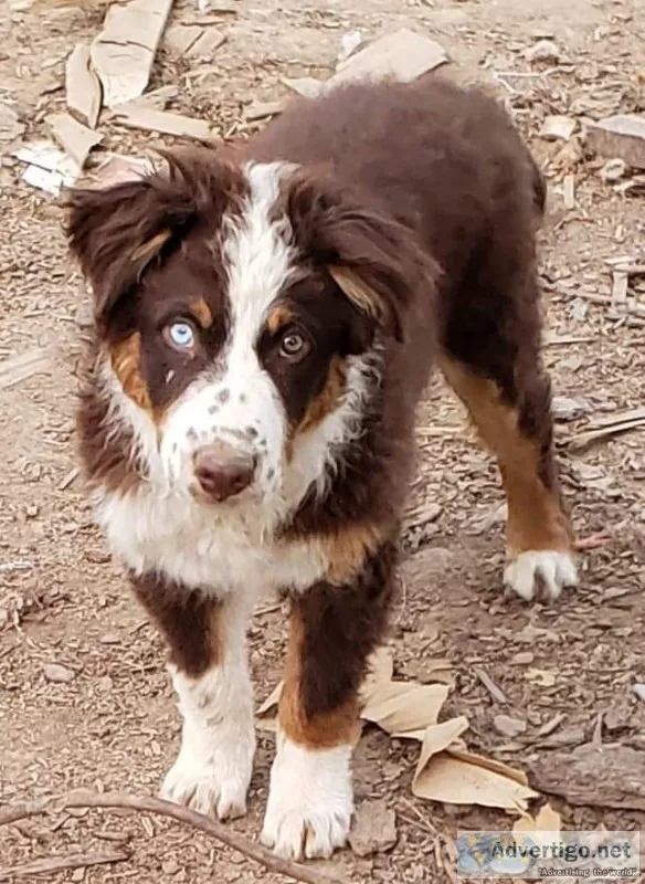Asca australian shepherd puppies