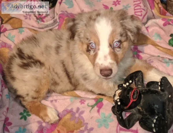 Asca australian shepherd puppies