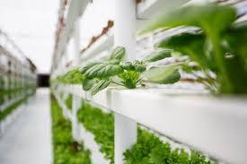 AS Agri and Aqua Farming
