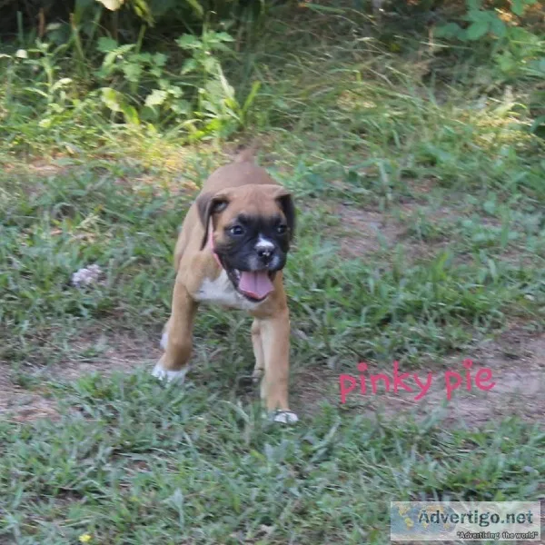 Akc Boxer puppies ready now