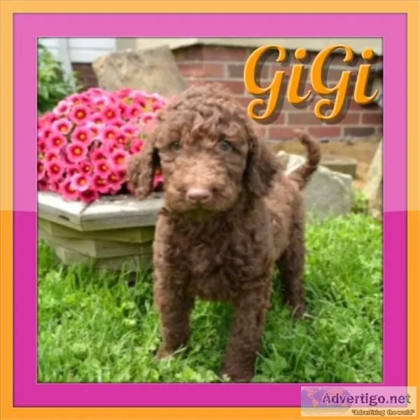 GiGi Female F1B Labradoodle