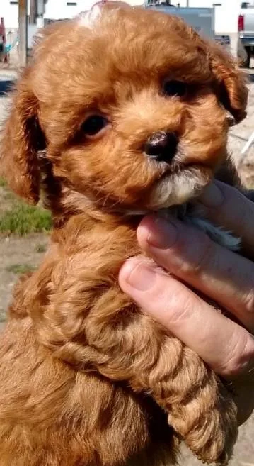 Cavapoo Puppies