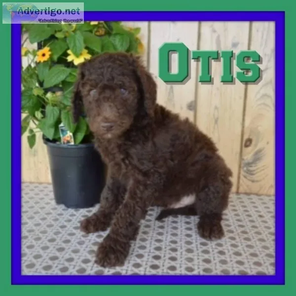 Otis Male F1B Labradoodle