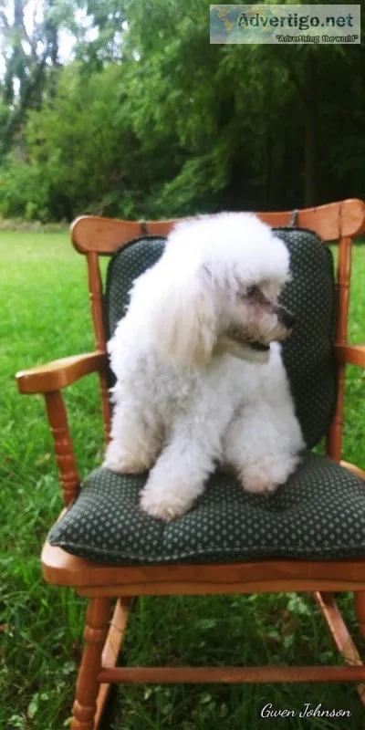 Toy Poodle