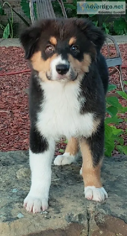 AKC Australian Shepherd Puppy