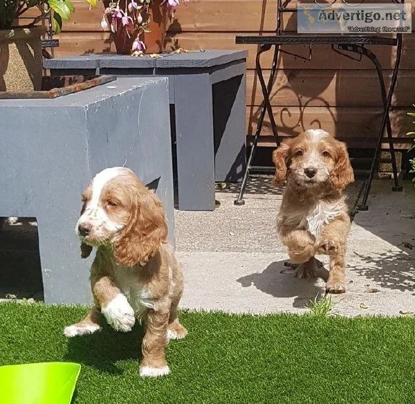 CUTE ADORABLE PUPPIES FOR ADOPTION