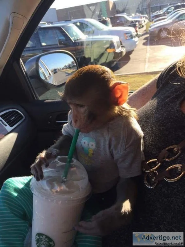 RHESUS MACAQUE MONKEY FOR ADOPTION
